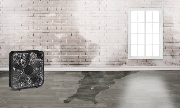Best Local water damage restoration  in Lake Ridge, VA
